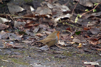 Robin on the Ground 03