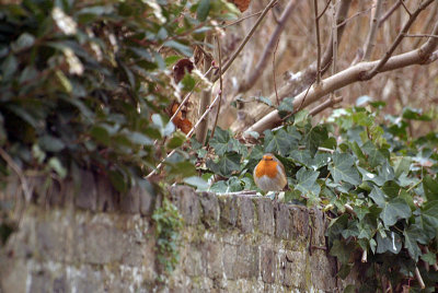 Robin on the Wall 02