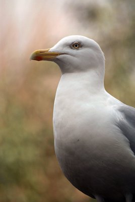 Seagull