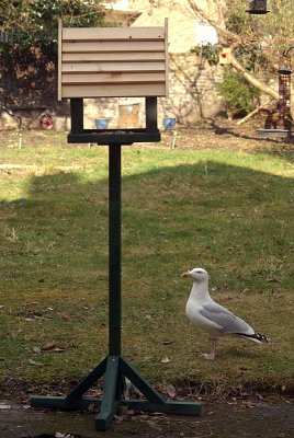 Seagull on the Grass