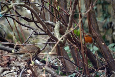 Song Thrush and Robin in Branches