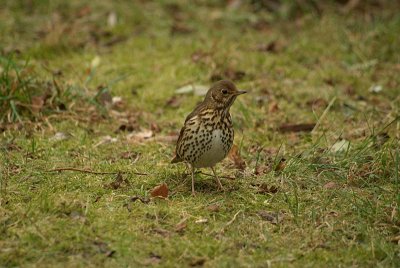 Song Thrush on the Grass