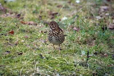 Song Thrush on the Grass 02