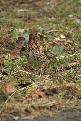 Song Thrush on the Grass 03
