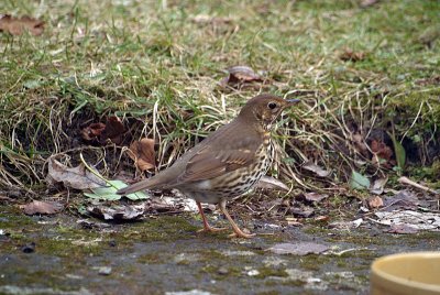 Song Thrush on the Ground 02