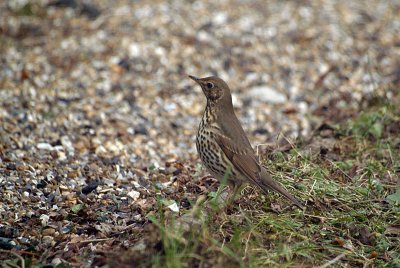 Song Thrush on the Ground 03