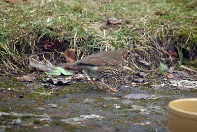 Song Thrush on the Ground 04