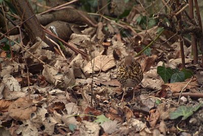 Song Thrush on the Ground 05