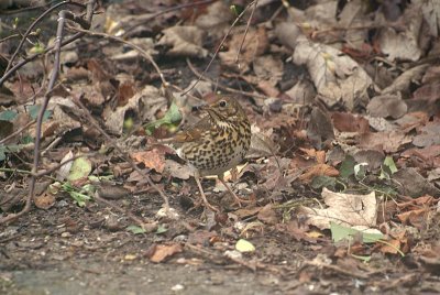Song Thrush on the Ground 06