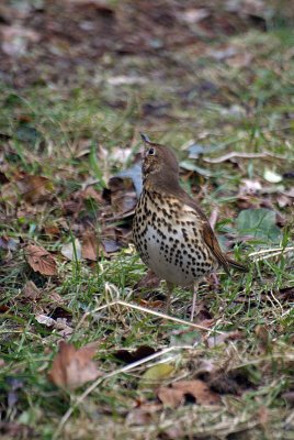 Song Thrush on the Ground 07