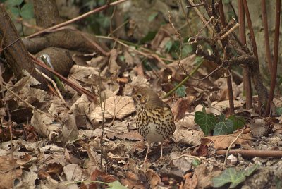 Song Thrush on the Ground 08