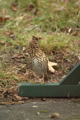 Song Thrush on the Ground 09