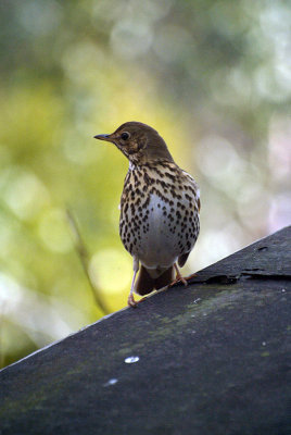 Thrush on Shed Roof 02