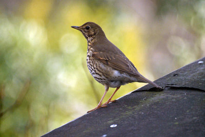 Thrush on Shed Roof 04