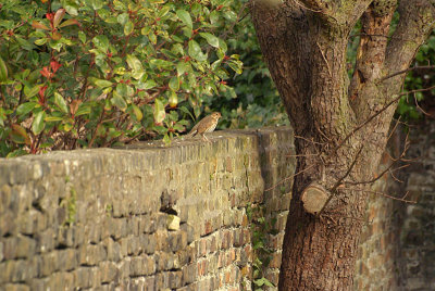 Thrush on the Wall