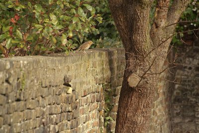 Thrush on the Wall 01