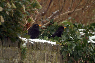 Two Male Blackbirds on Wall 02