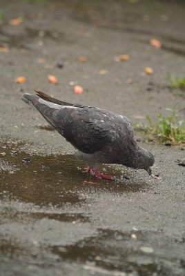 Feral Pigeon in the Rain