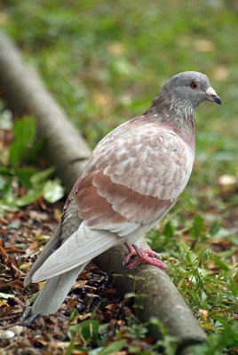 Feral Pigeon on Path