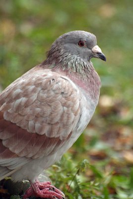 Feral Pigeon on Path 02
