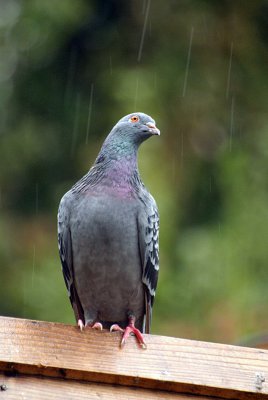 Pigeon in the Rain