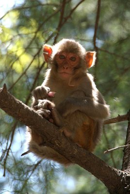 Monkey up a Tree Dharamsala