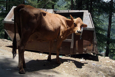 Scrounging Cow Dharamsala
