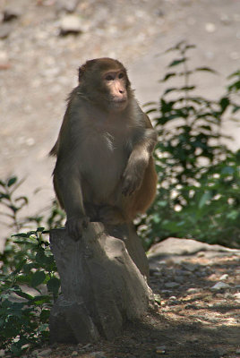Monkey by the Road Dharamsala