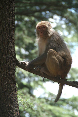 Monkey up a Tree Dharamsala 03