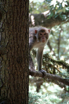Monkey up a Tree Dharamsala 04