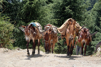 Working Donkeys near Dharamkot 02