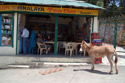 Mule and a Tea Shop