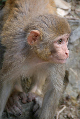 Baby Rhesus Monkey 01