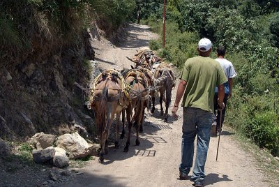 Working Mules near Dharamkot