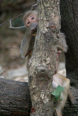 Hiding Monkey Dharamsala