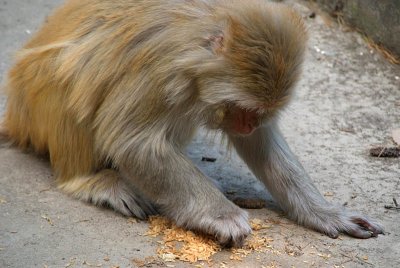 Rhesus Monkey Eating Rice