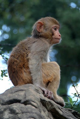 Baby Rhesus Monkey 03