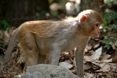 Baby Rhesus Monkey 04