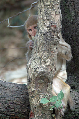 Hiding Monkey Dharamsala 02