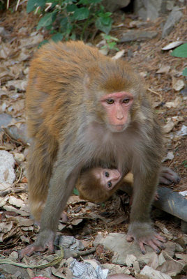 Mother and Baby Rhesus Monkey