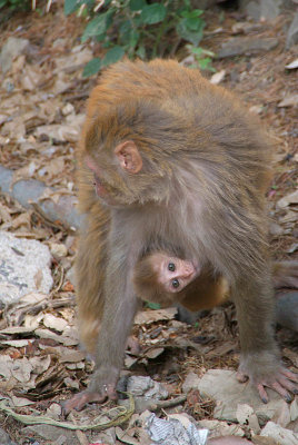 Mother and Baby Rhesus Monkey 02