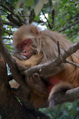 Rhesus Monkey Asleep in a Tree