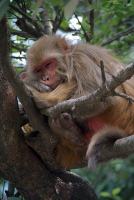 Rhesus Monkey Asleep in a Tree 02