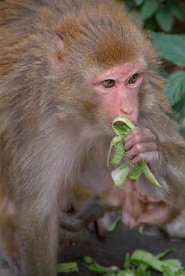 Rhesus Monkey Eating Dharamsala