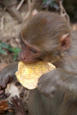 Rhesus Monkey Eating Dharamsala 02