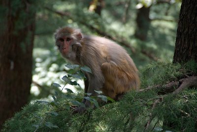 Rhesus Monkey in a Tree