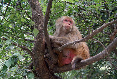 Rhesus Monkey in a Tree 02
