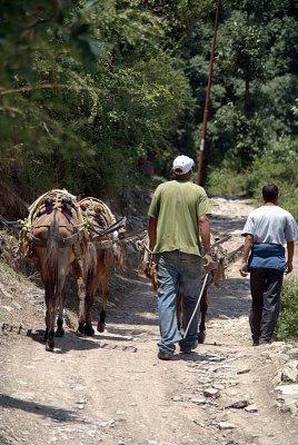 Working Mules near Dharamkot 03