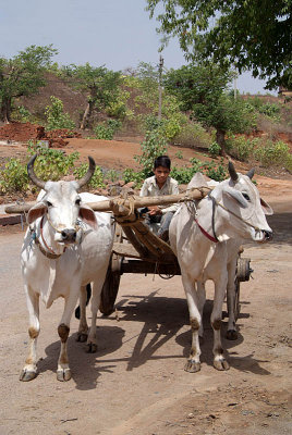 Oxen Cart Orchha