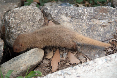 Baby Mongoose 03